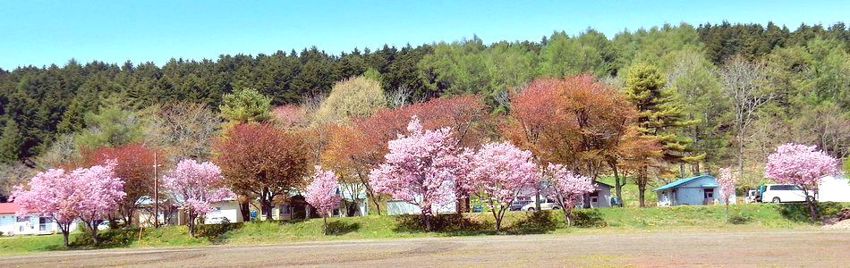 田原小学校跡地の桜
