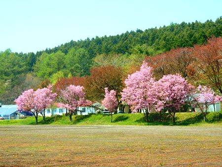 旧田原小学校グランドの桜
